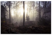 Obraz Hmla v lese  zs29099